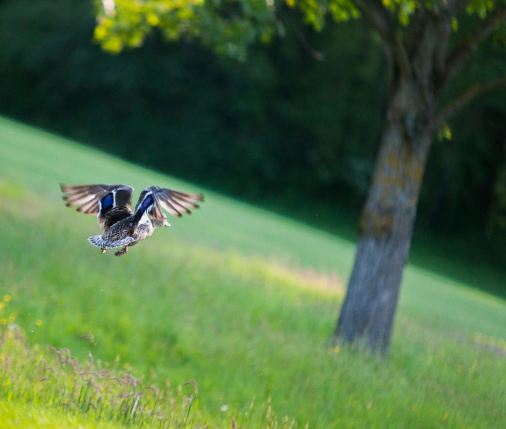 Un golf écoresponsable qui préserve la biodiversité
